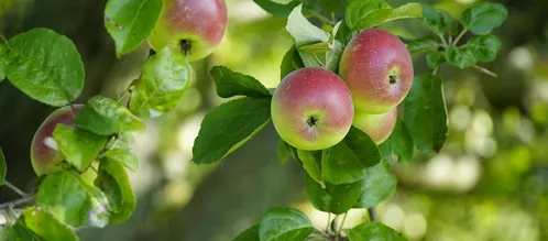Il visore VR/AR di Apple