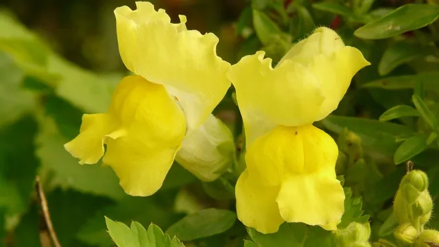 Snapdragon 888