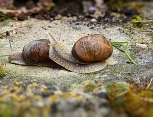 Il nuovo sensore bioriassorbibile sottopelle